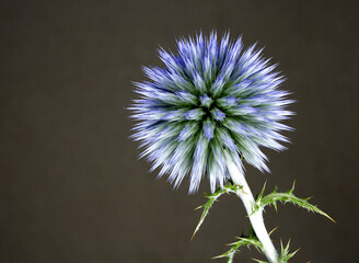 Nice photo of the flower of a thistle in blue tones, scientific name Echinops ritro