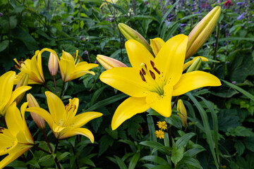 lily yellow, bloomed in a flower bed