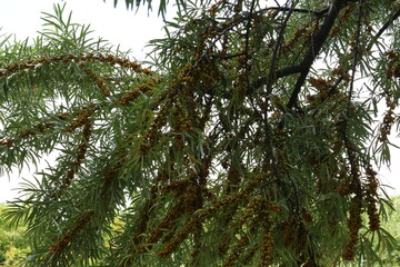 
Yellow sea buckthorn berries ripen on the branches of a thorny bush in summer