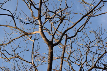 Top branch of old tree