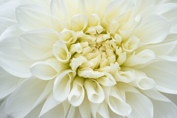 white, fragrant dahlia in full bloom