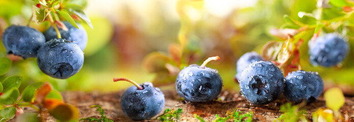 Fresh and ripe blueberries with green leaves growing in a forest. Concept of healthy and organic food.
