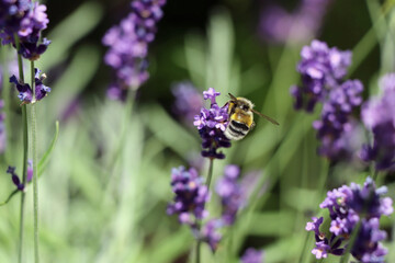 Bumblebee on lavender blossom collecting pollen