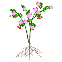 A rose hip with flowers and berries on a white background.