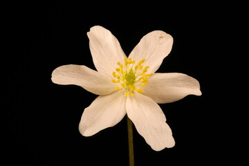 Wood Anemone (Anemone nemorosa). Flower Closeup