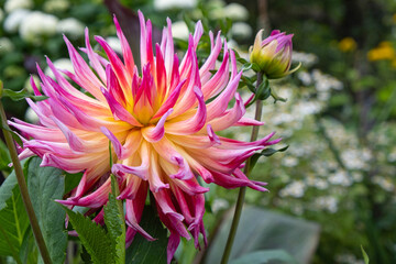 dahlia, with a pink-yellow gradient, fully blossomed