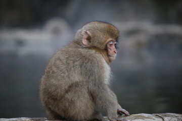 Macachi giapponesi a Jigokudani