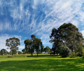 Beautiful afternoon view of a park with green grass, tall trees, deep blue sky with light clouds, Fagan park, Galston, Sydney, New South Wales, Australia