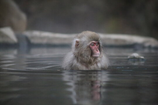Macachi giapponesi a Jigokudani