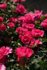 Pink Flower of Rose 'Urara' in Full Bloom
