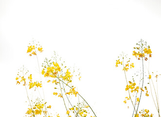 little yellow flowers blooming on sky background.