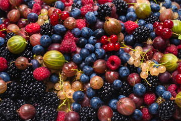 Gooseberries, blueberries, mulberry, raspberries, white and red currants.