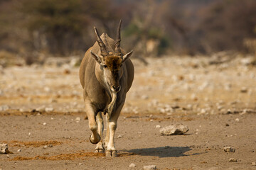 Cape Eland in the wild