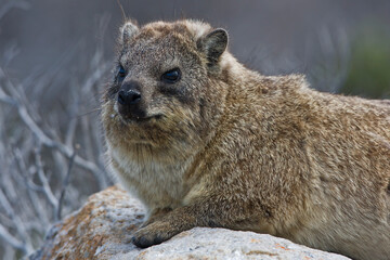 Naklejka premium Rock rabbit, Dassie, lying on rock