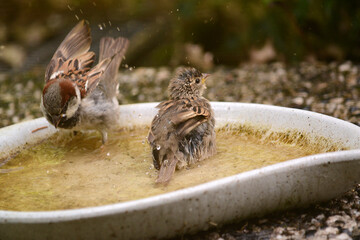 Spatzen und Sperlinge beim Wasserbad