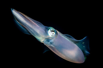 Fototapeta na wymiar Portrait of Reef Squid in blackwater of Caribbean Sea / Curacao