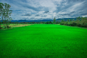 close background of the green rice fields, the seedlings that are growing, are seen in rural areas as the main occupation of rice farmers who grow rice for sale or living.