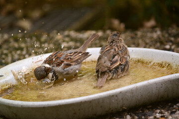 Spatzen und Sperlinge beim Wasserbad