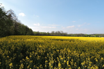 Obraz premium Rzepak na polu kwitnący