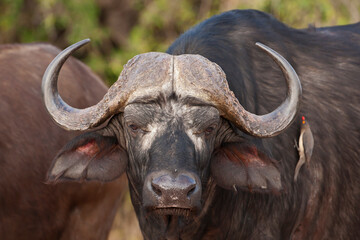 Wild Buffalo's in South Africa
