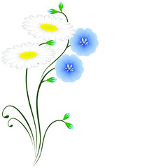 Blue flowers of flax and daisies on white background.