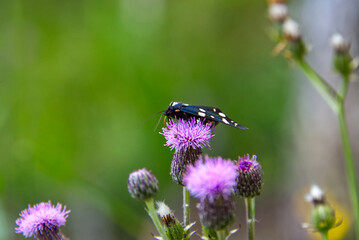 Blue butterfly with white dots landed on a purple flower