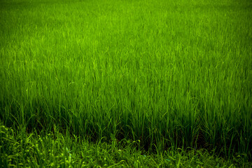 Blurred abstract background of various plants that grow themselves in a farmer's garden, for extension or to decorate the restaurant for beauty