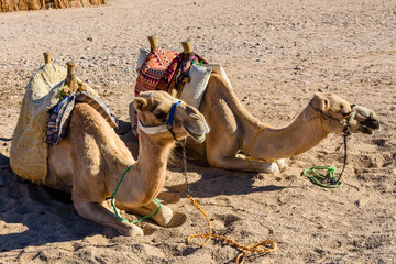 Fototapeta premium Camels in arabian desert not far from the Hurghada city, Egypt