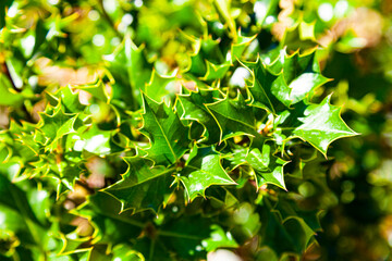 Green bush, close-up. Background.
