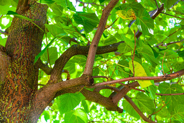 Tree branches with green foliage close-up. Sunny day.