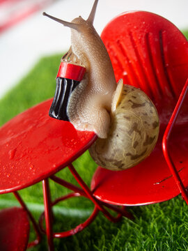 Snail drinking soda on red chair. 