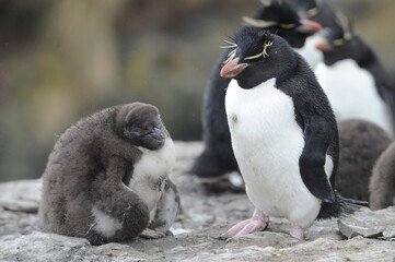 The rockhopper penguins are three closely related taxa of crested penguins 