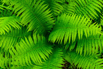 Fototapeta na wymiar Background of the green fern. Top view. Natural pattern