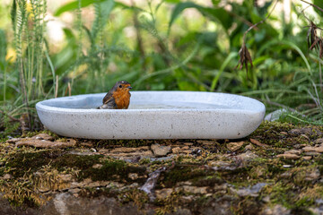 Rotkehlchen mit Wassespritzer auf dem Kopf
