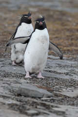The rockhopper penguins are three closely related taxa of crested penguins 