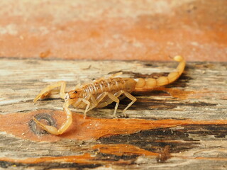 caterpillar on a leaf