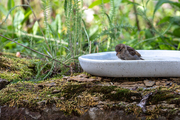 Spatz beim Baden in Vogeltränke
