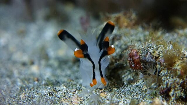 A beautiful close-up. Painted Thecacera (Pikachu) sits on gray sand, swaying slowly in the current. Philippines. Anilao.
