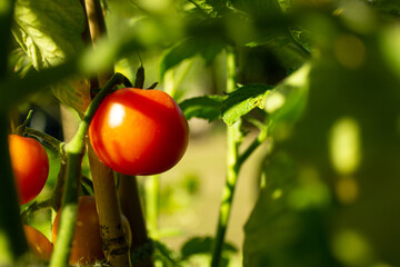 red tomato on a vine