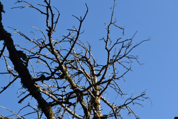 Beautiful picture of old tree and blue sky