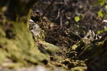 Beautiful picture of old tree