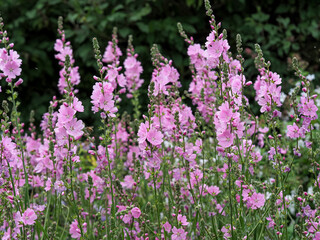 Obraz premium Beautiful pink prairie mallow flowers in a garden, variety Sidalcea Sussex Beauty