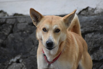 Beautiful picture of pet dog