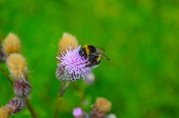 *Hummel*