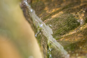 Close-up of algae grown in a drainage collector in a stream of waste water.