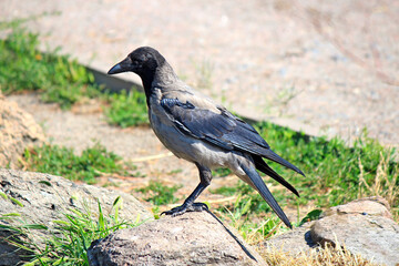 crow on a stone