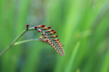 A macro shot of the flower buds of a Crocosmia bloom.