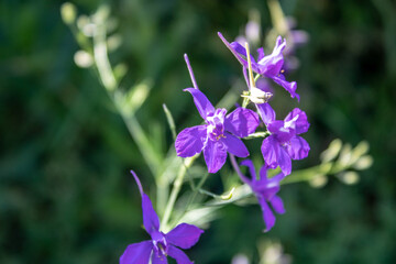 close-up of purple flowers in the rays of the warm sun