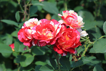 bright beautiful flowers in  botanical garden