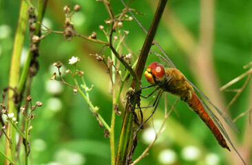 dragonfly on the plant